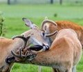 Whitetail stags preening. Discovery wildlife Park, Innisfail, Alberta, Canada