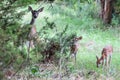 Whitetail twin fawn deer closeup standing near their mother doe