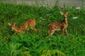 Whitetail twin fawns