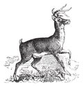 Whitetail or Virginia deer vintage engraving