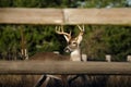 Whitetailed Buck Deer in Texas Hill Country