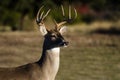 Whitetailed Deer Buck