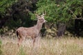 Whitetailed Deer Buck Royalty Free Stock Photo