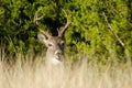 Whitetailed Deer Buck Royalty Free Stock Photo