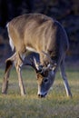 Whitetailed Deer Buck 818242