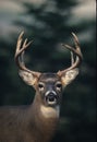 Whitetailed Deer Buck Portrait Royalty Free Stock Photo