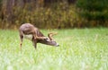 Whitetailed deer buck Royalty Free Stock Photo