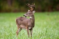 Whitetailed deer buck