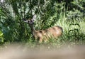 Whitetailed Deer doe in Driftwood Texas Hill Country Royalty Free Stock Photo