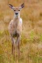 Whitetailed Deer Fawn