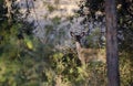 Whitetailed Deer fawn, Driftwood Texas Royalty Free Stock Photo