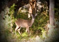 Whitetailed Deer fawn, Texas Hill Country