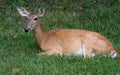 Whitetailed Doe Bedding Down Royalty Free Stock Photo