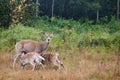 Whitetailed Doe and Fawns Royalty Free Stock Photo