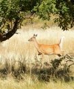 Whitetailed doe Royalty Free Stock Photo