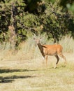 Whitetailed doe Royalty Free Stock Photo