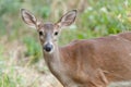 Whitetailed Doe in Woods Royalty Free Stock Photo