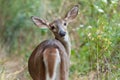 Whitetailed Doe in Woods Royalty Free Stock Photo