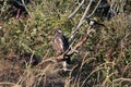 Whitetailed Eagle on a Tree in Alaska Royalty Free Stock Photo