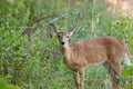 Whitetailed Female Fawn