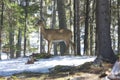 Whitetails deer in its natural habitat i