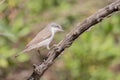 Whitethroat bird perched on a thistle branch. Plain green background.