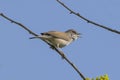 Whitethroat Bird Singing