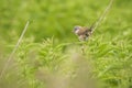 Whitethroat bird, Sylvia communis, foraging in a meadow