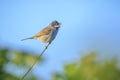 Whitethroat bird, Sylvia communis, foraging in a meadow