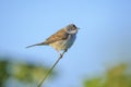 Whitethroat bird, Sylvia communis, foraging in a meadow