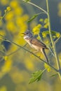 Whitethroat bird, Sylvia communis, foraging in a meadow