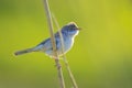 Whitethroat bird, Sylvia communis, foraging in a meadow