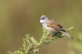 Whitethroat bird, Sylvia communis, singing