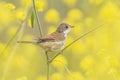 Whitethroat bird, Sylvia communis, yellow flowers