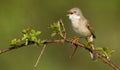 Whitethroat on a branch