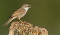 Whitethroat on a pole