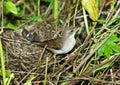 Whitethroat, Sylvia communis