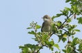 A stunning Whitethroat Sylvia communis perching on a flowering Hawthorn tree Crataegus monogyna in spring. Royalty Free Stock Photo