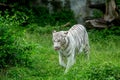 whiteTiger in the forest