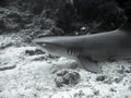 Whitetip reef shark Royalty Free Stock Photo