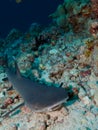 Whitetip Reef Shark Royalty Free Stock Photo