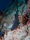 Whitetip Reef Shark Royalty Free Stock Photo