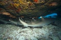 WHITETIP REEF SHARK Royalty Free Stock Photo