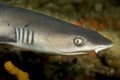 whitetip reef shark head