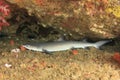 Whitetip Reef Shark