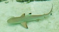 Whitetip reef shark. Maldives. Ellaidhoo Island Royalty Free Stock Photo