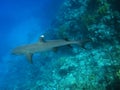 Whitetip reef shark, Marsa Alam