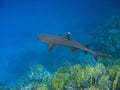 Whitetip reef shark and reef