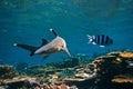 Whitetip Reef Shark on the reef turns to the side