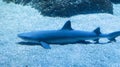 Whitetip reef shark or Triaenodon Obesus lives around the coral reefs, preferred depth range, and relativity slow swimmers Royalty Free Stock Photo